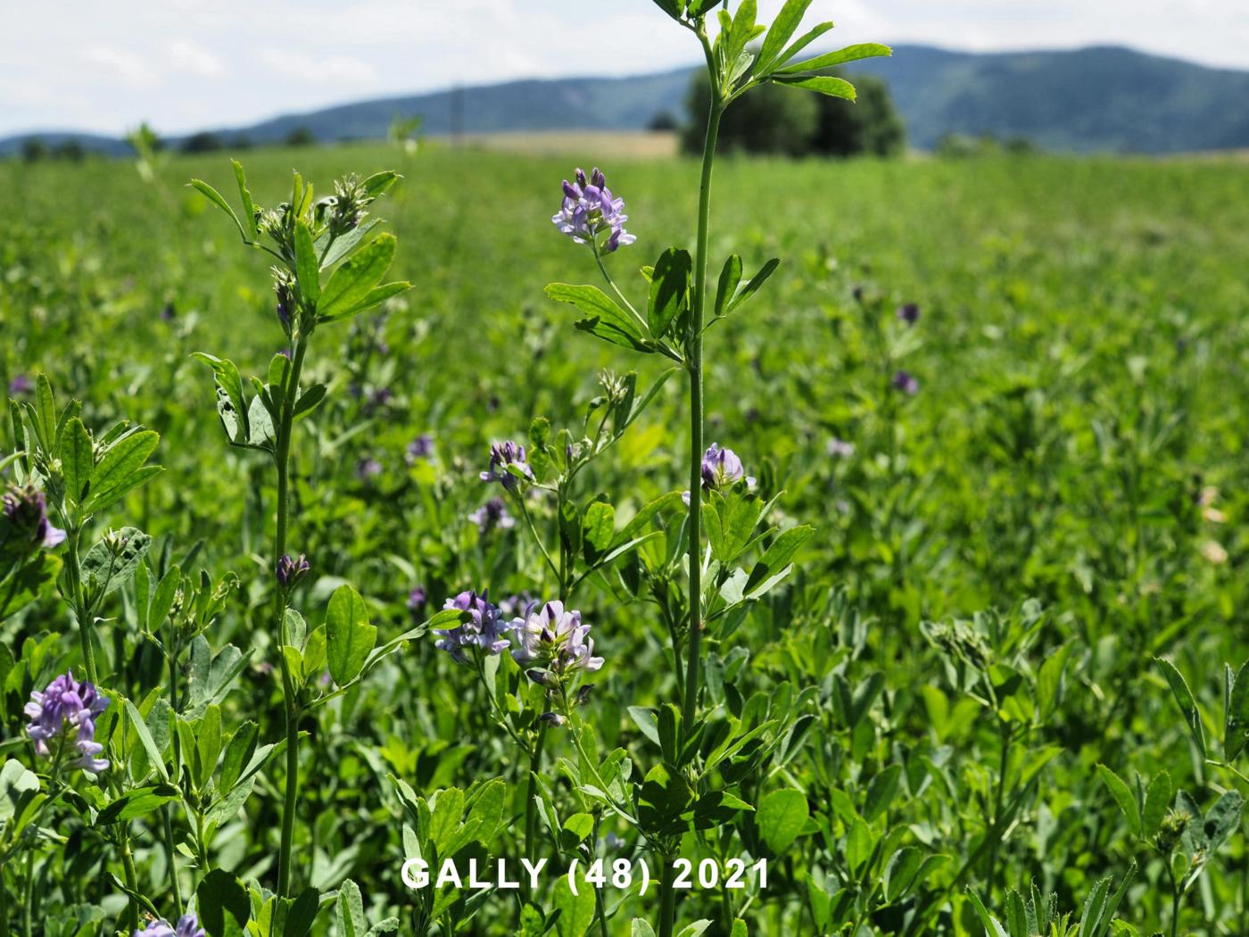 Lucerne, Alfalfa plant